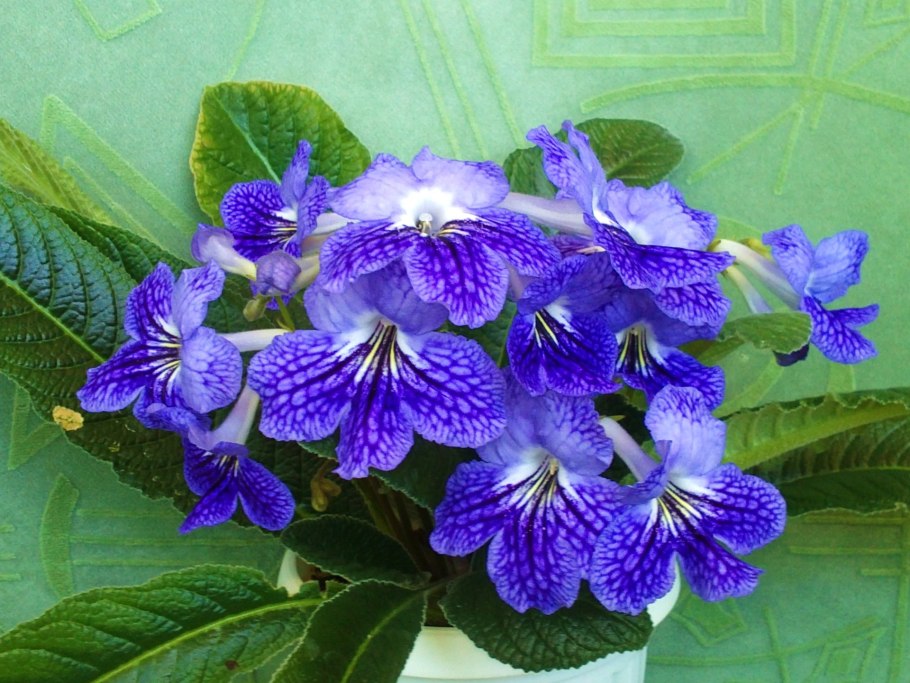 Стрептокарпус Fendi