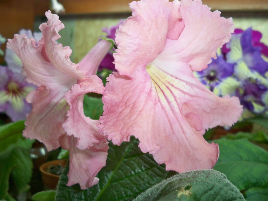 Стрептокарпус рекс королевский