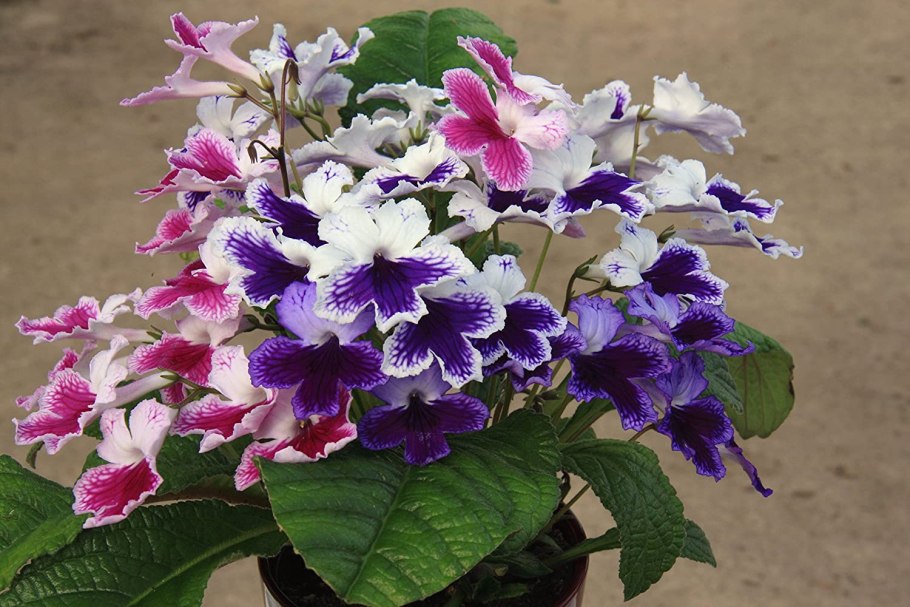 Стрептокарпус рекс Королевский