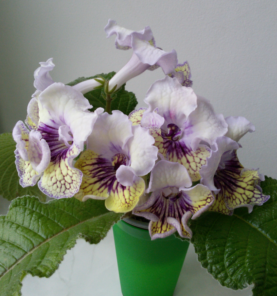 Стрептокарпус индиго