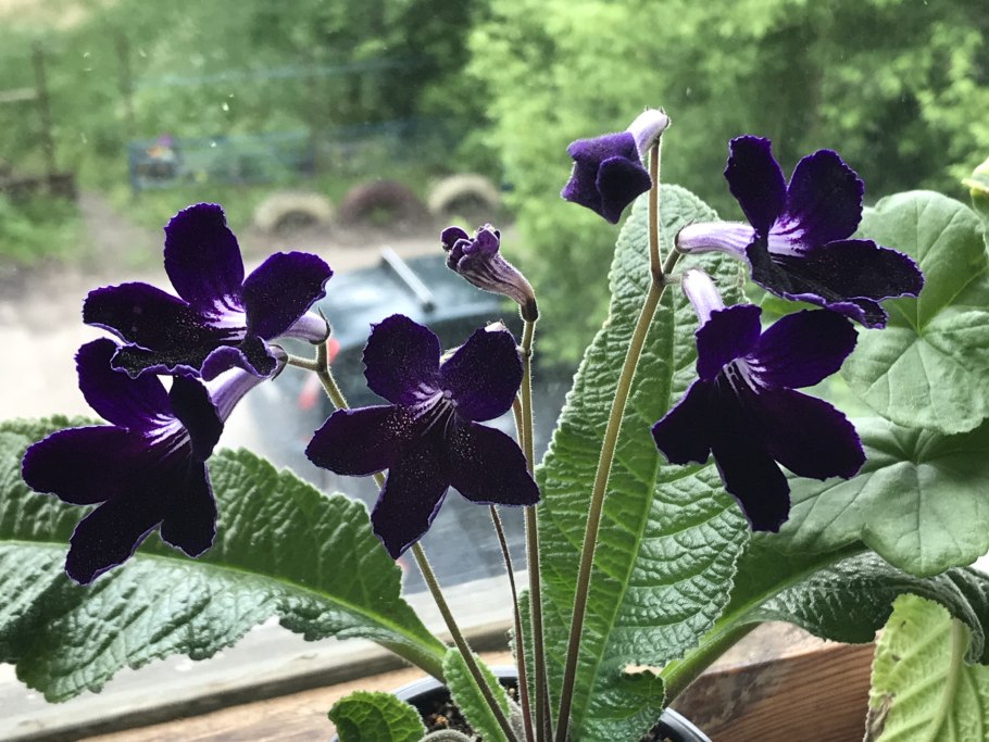 Стрептокарпус Шарм