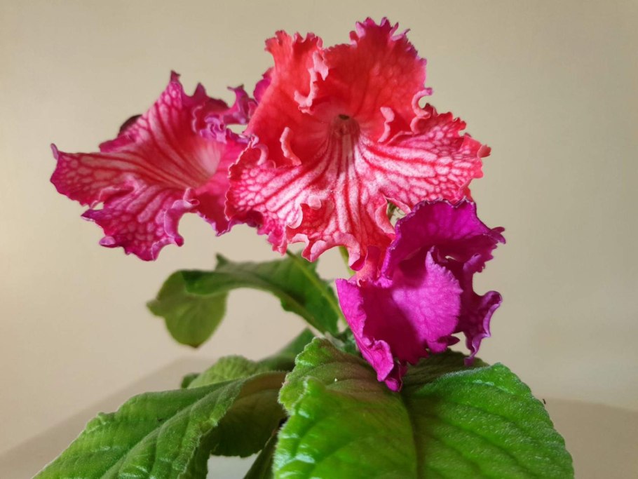 Стрептокарпус DS 1125