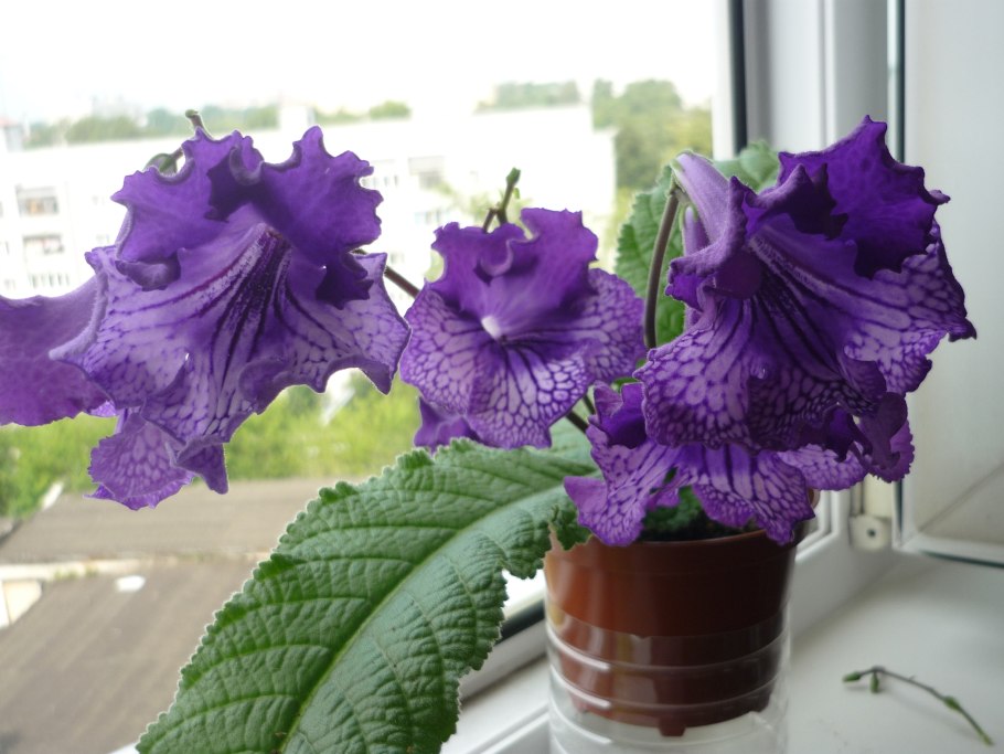 Стрептокарпус миднайт пуазон