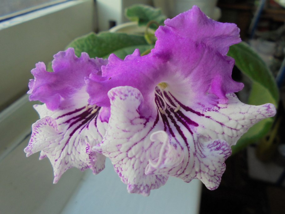 Стрептокарпус Долина эльфов