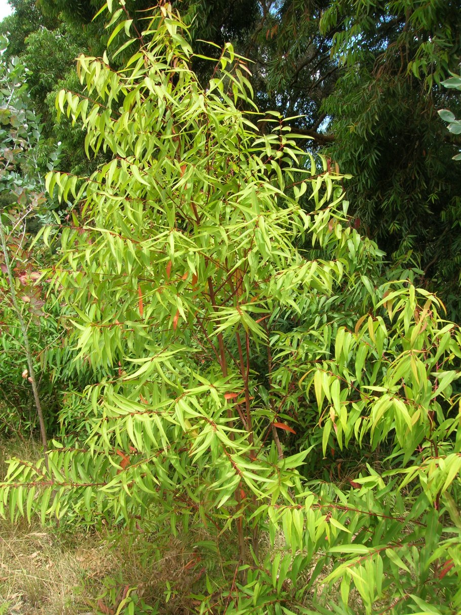 Бхумиамалаки (Phyllanthus niruri)