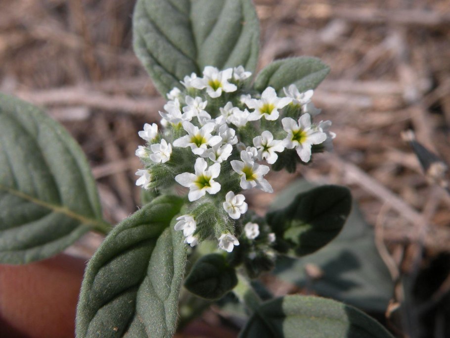 Суккулент Cotyledon
