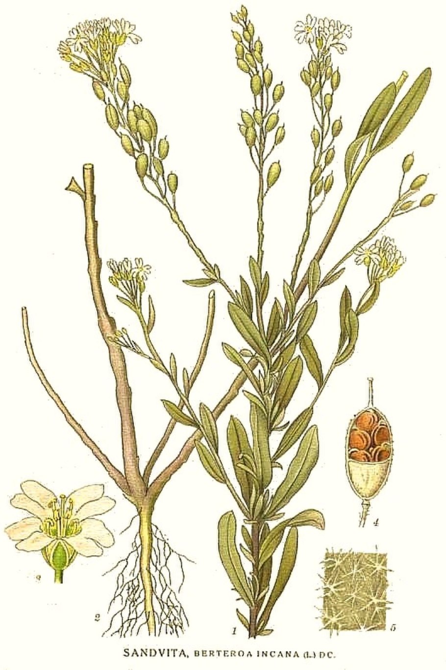 Икотник серый (berteroa incana)