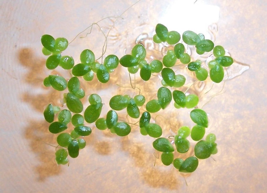 Ряска комнатное растение