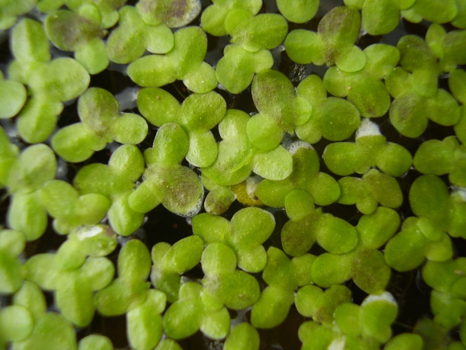 Ряска многокоренник