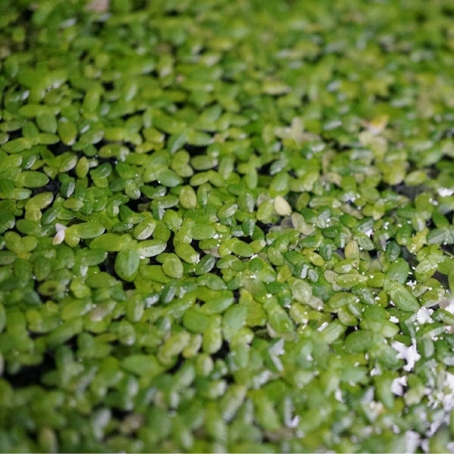 Ряска в аквариуме