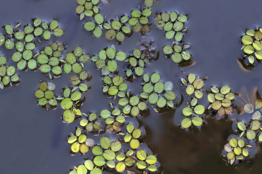 Ряска тройчатая