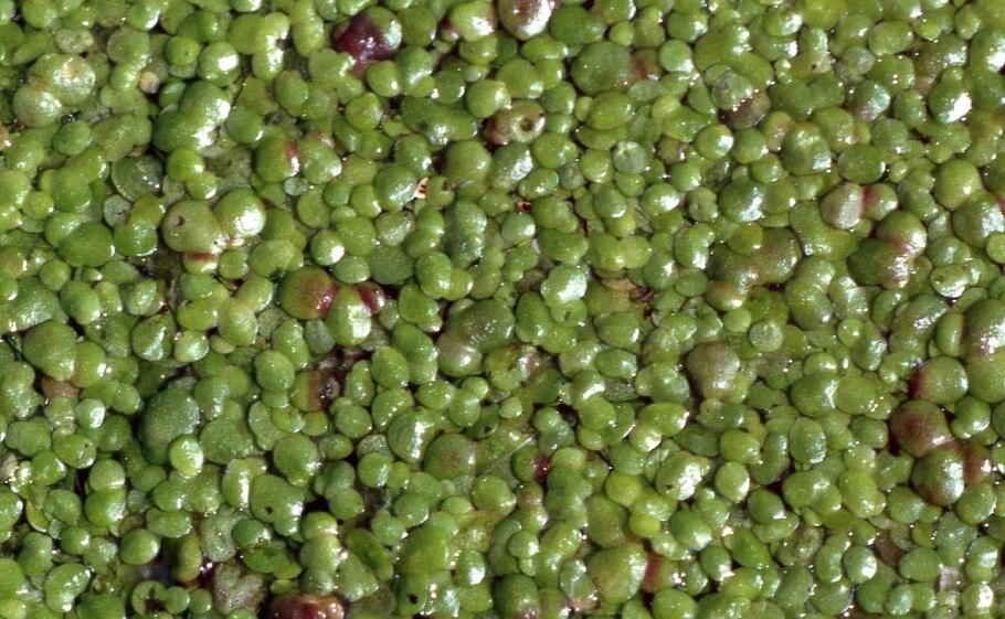 Ряска аквариумное растение