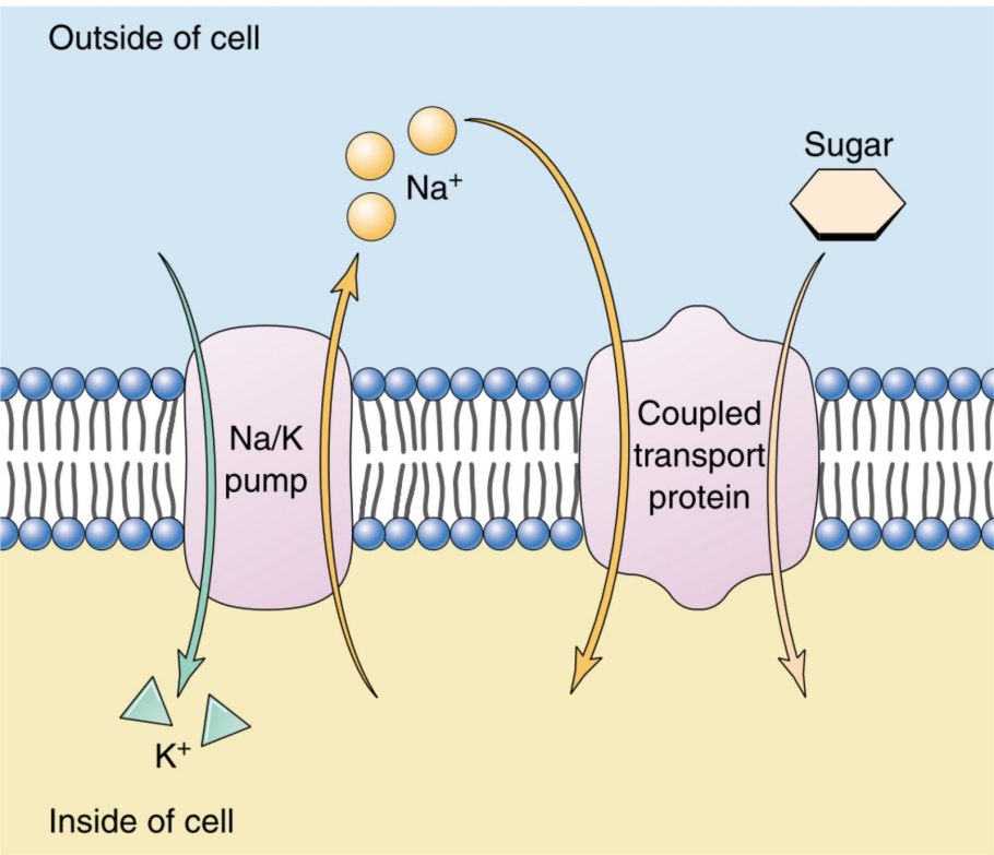 Реакция омыления жиров