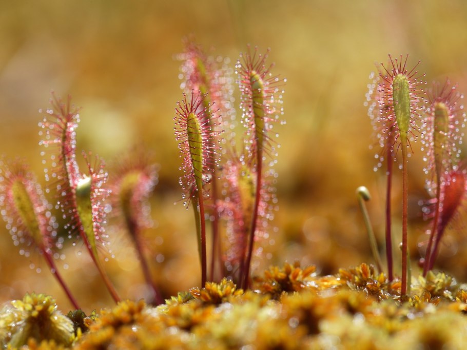 Росянка Пигмей