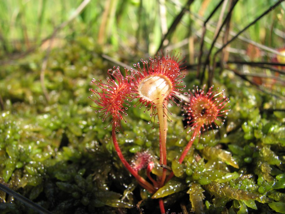 Псевдогипоальдостеронизм патогенез