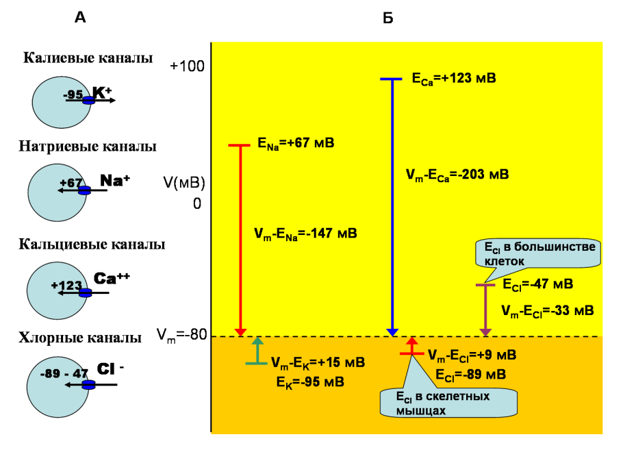 Росянка на болоте