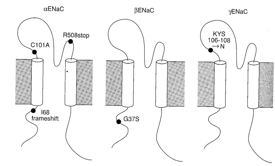 Росянка Болотная