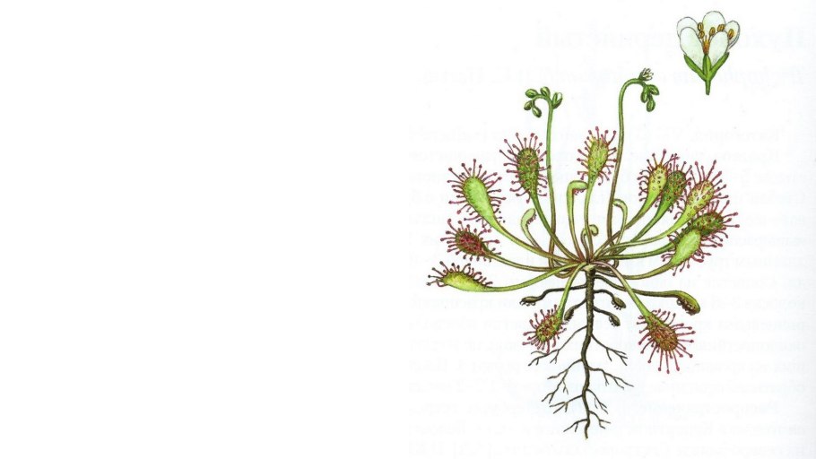 Псевдогипоальдостеронизм 2 типа