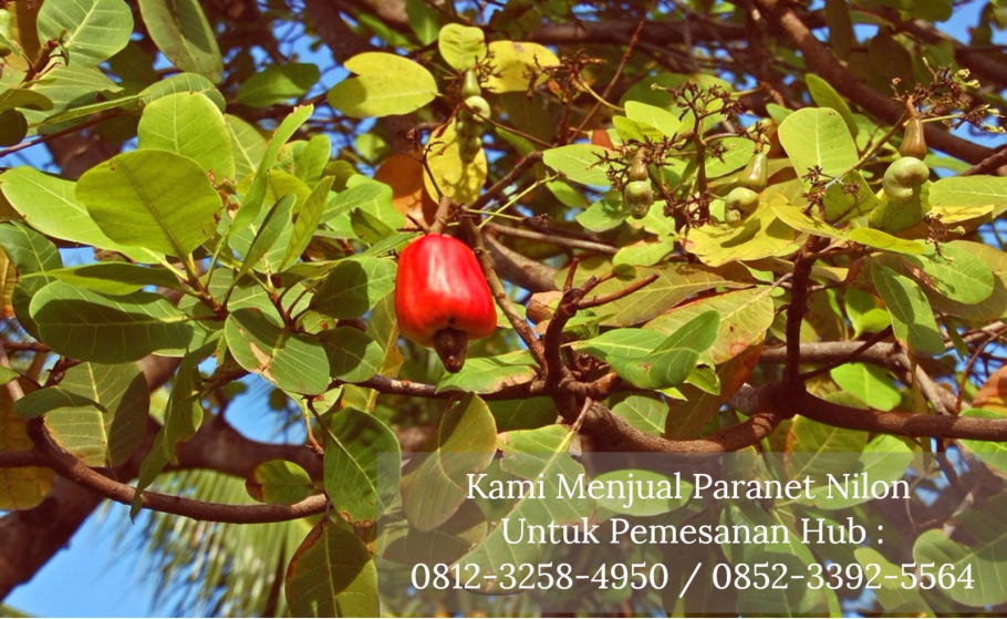 Натрий-калиевый насос и АТФ