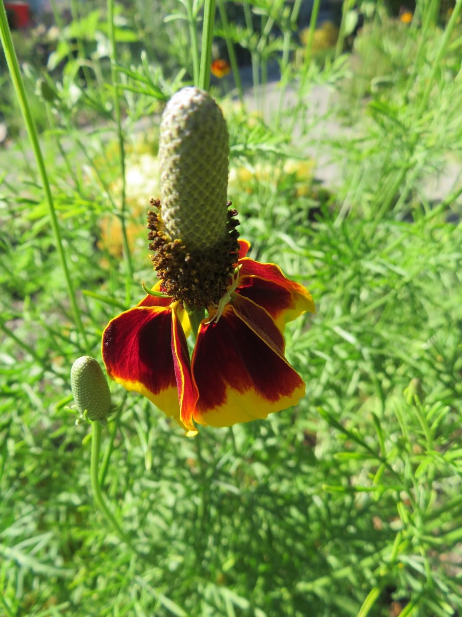 Мексиканские растения