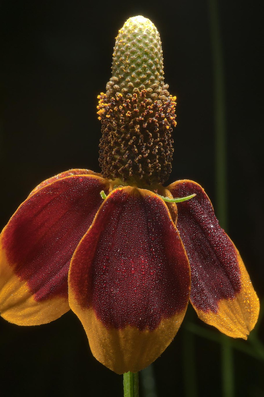 Ратибида колоновидная