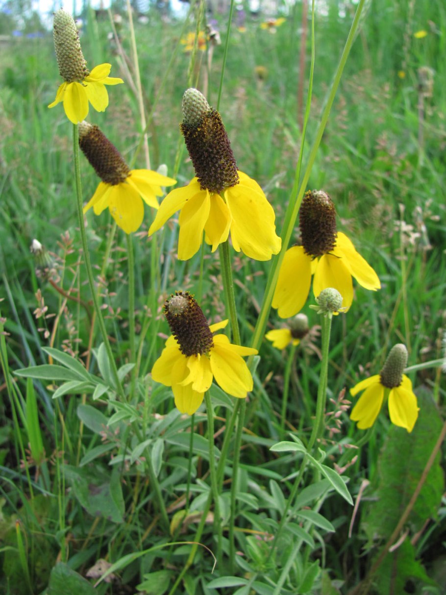 Ратибида колоновидная Сомбреро