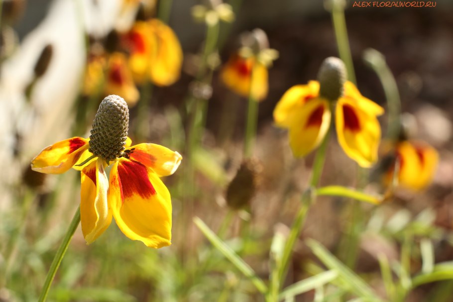 Семена Ратибида Луч света