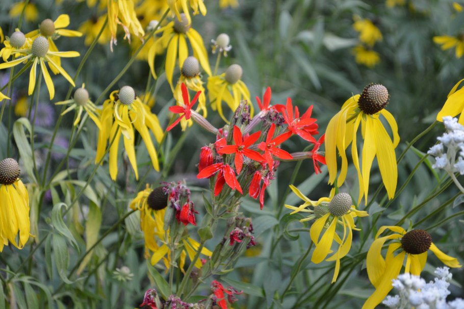 Ратибида перистая