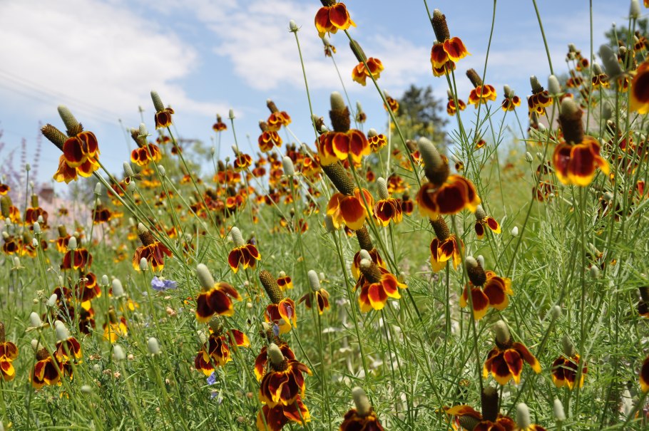 Ратибида Мексиканская шляпа