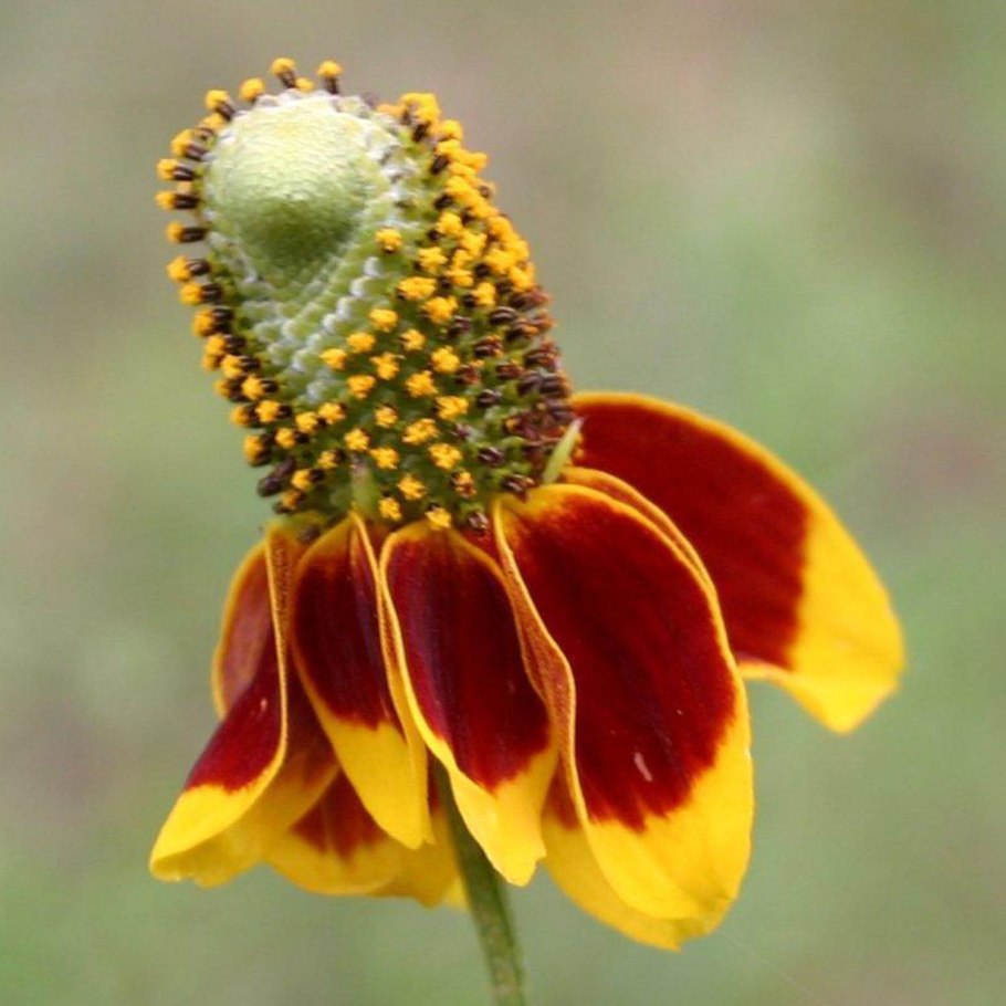 Ратибида Мексиканская