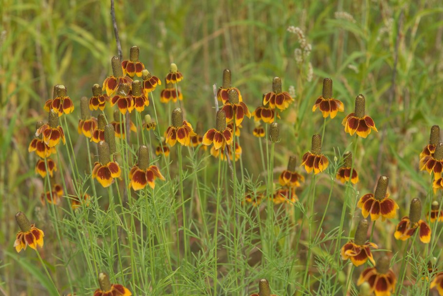 Ратибида бархатный воротник русский огород