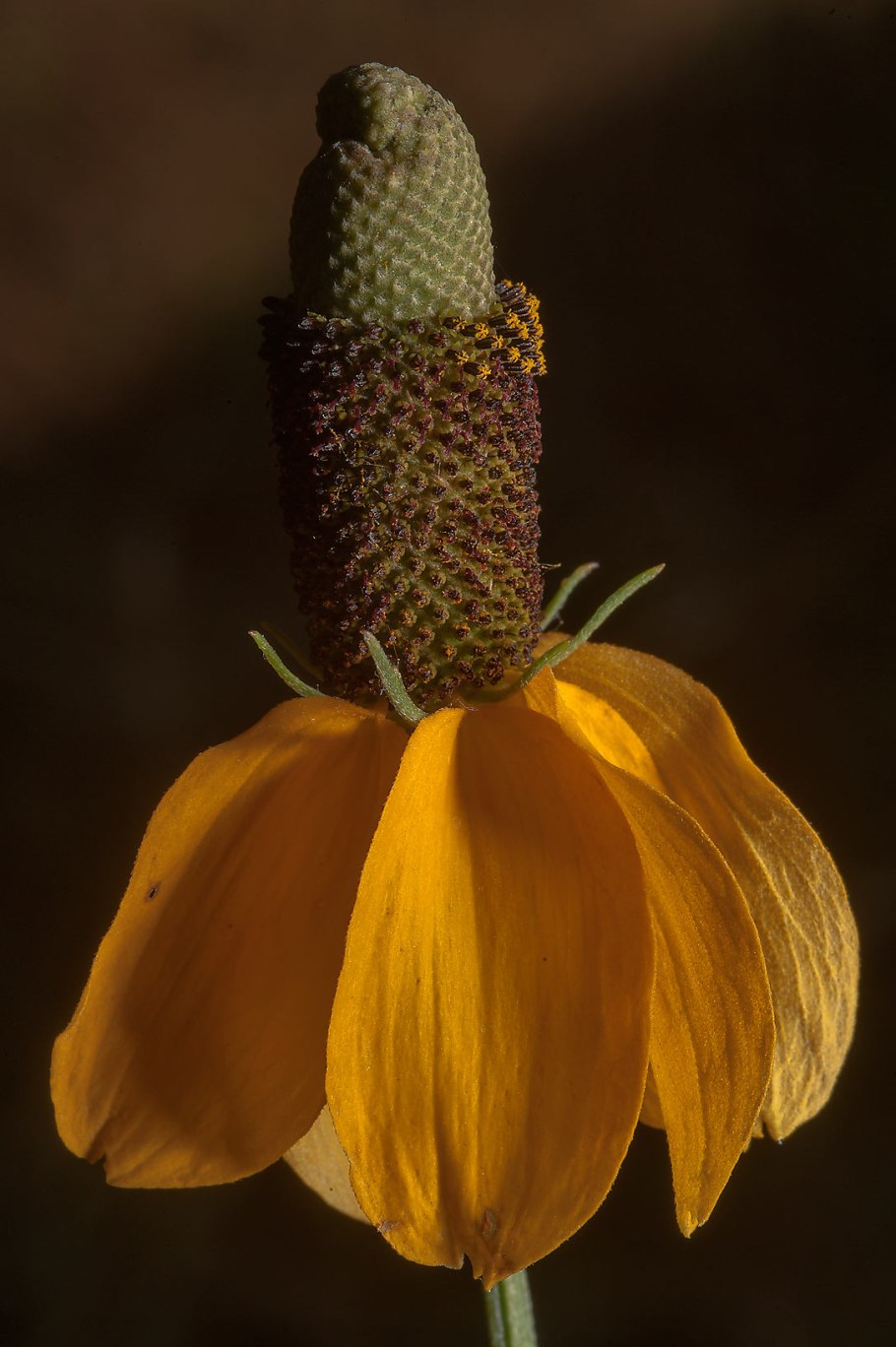 Ратибида колоновидная Сомбреро