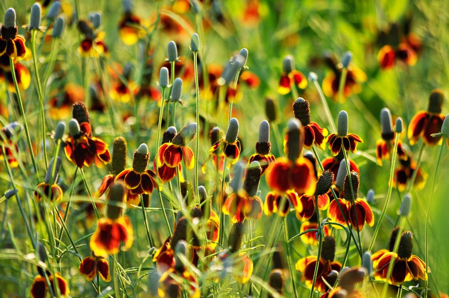 Ратибида цветок прерий