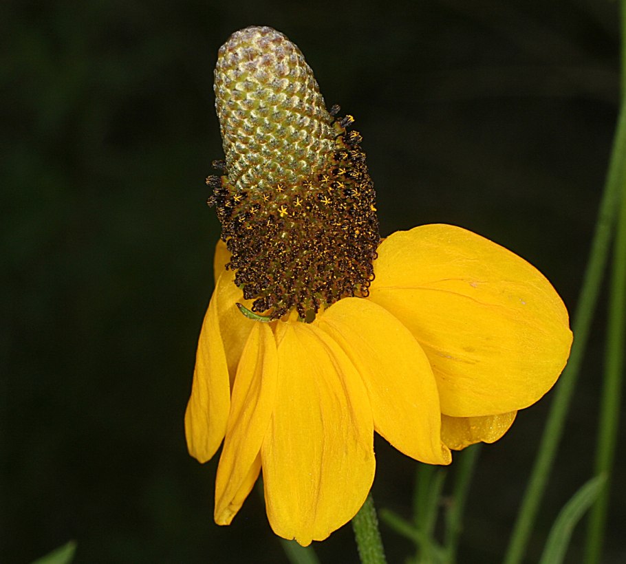 Ратибида перистая