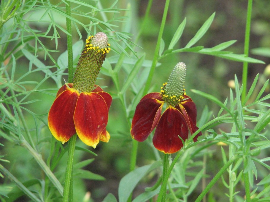 Ратибида семена как выглядят