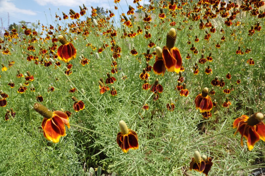 Ратибида красный карлик