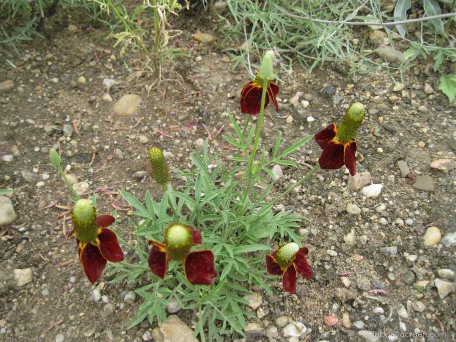 Цветок Ратибида бархатные