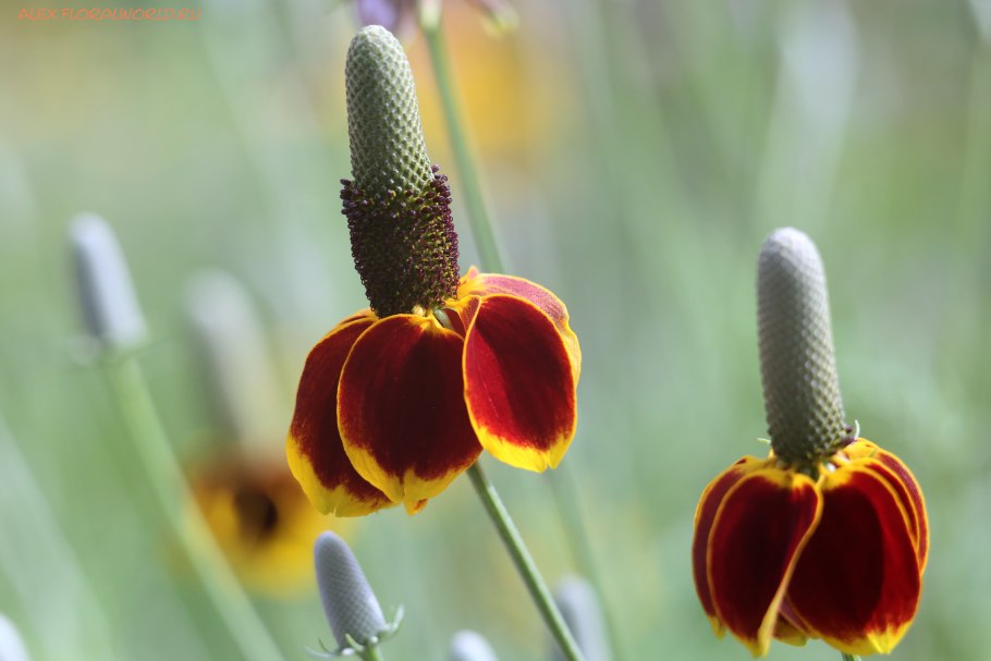 Ратибида бархатный воротник