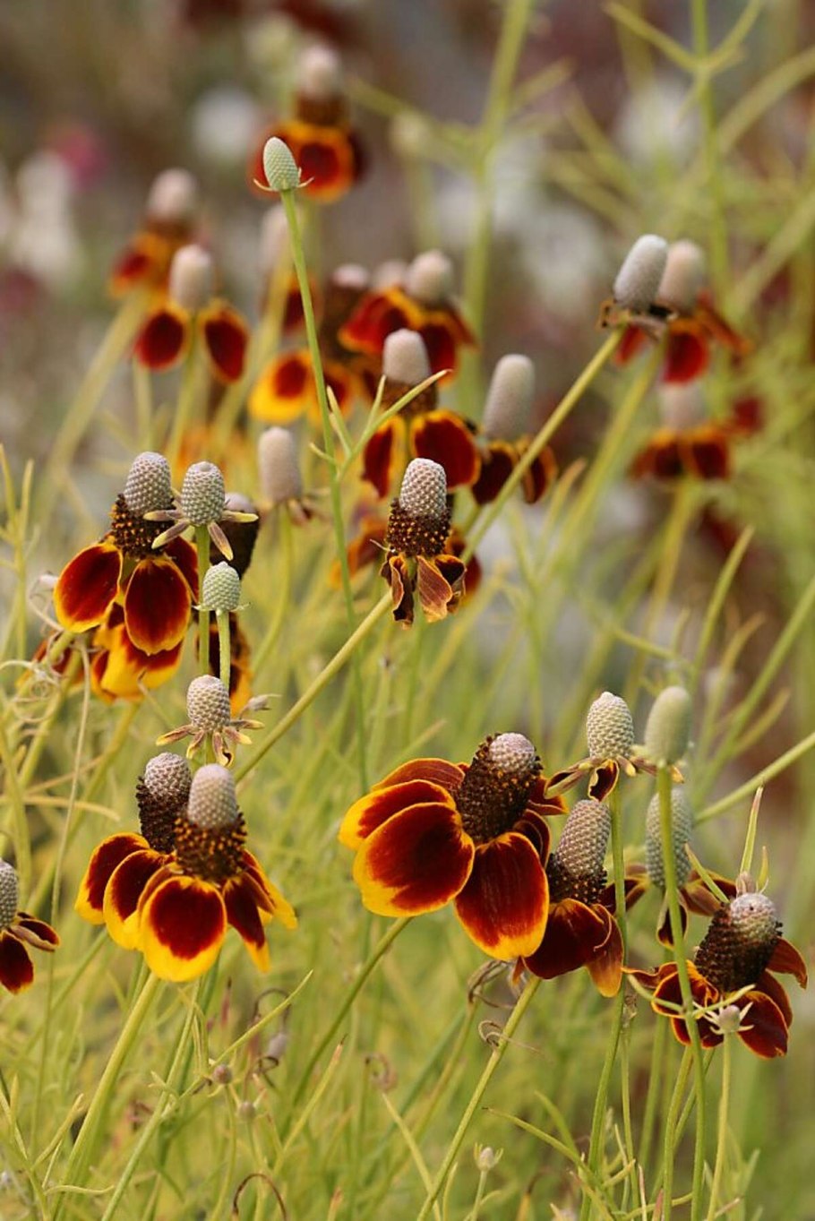 Рудбекия maxima