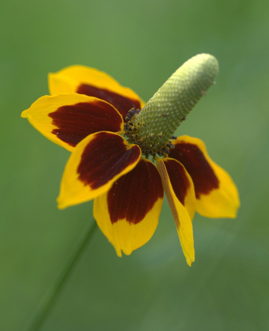 Ратибида цветок прерий