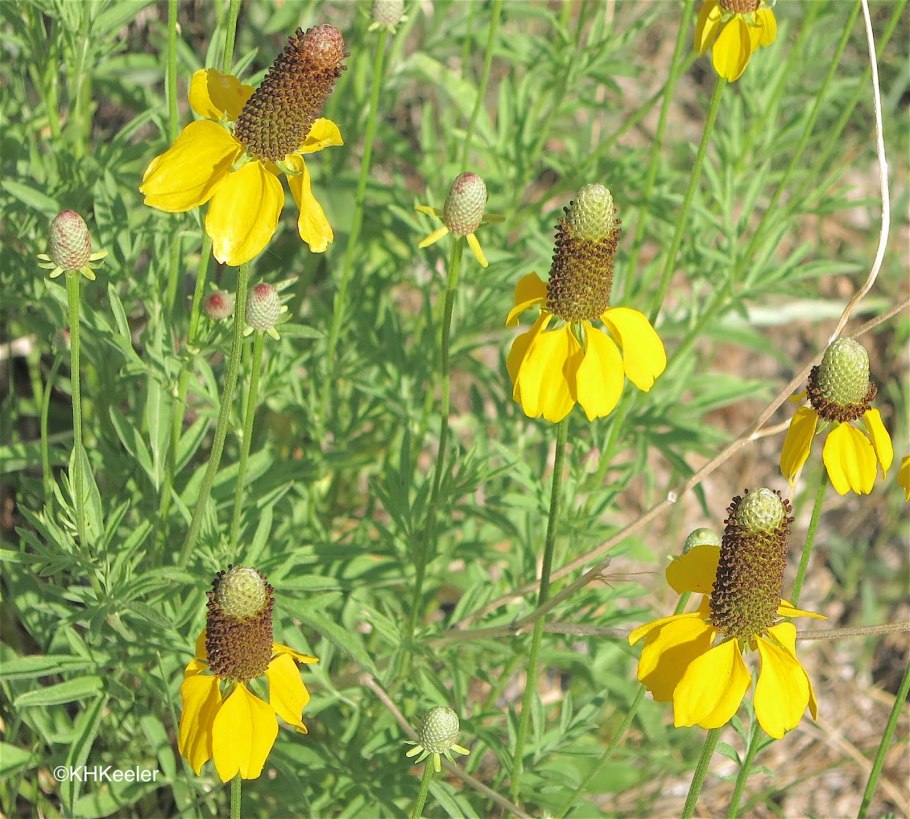 Ратибида колоновидная