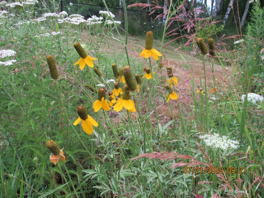 Ратибида желтая шляпка