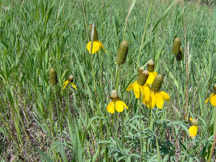 Ратибида желтая фото