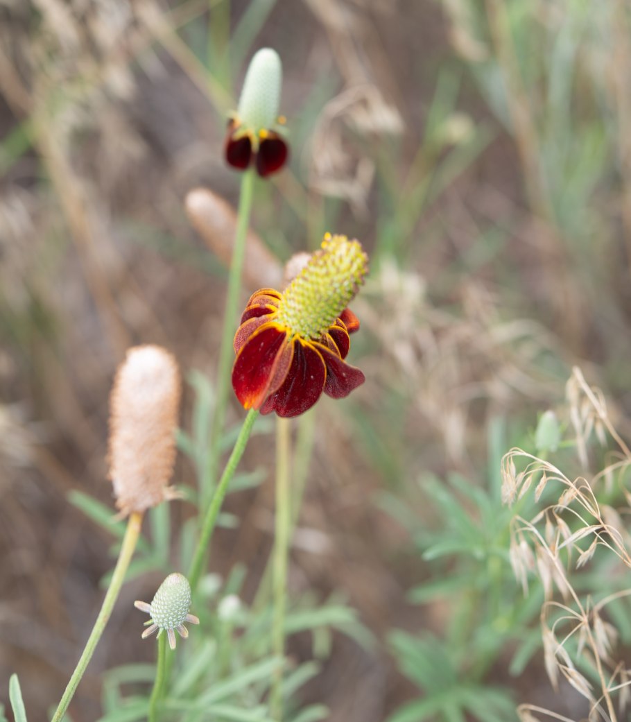 Ratibida columnifera pulcherrima