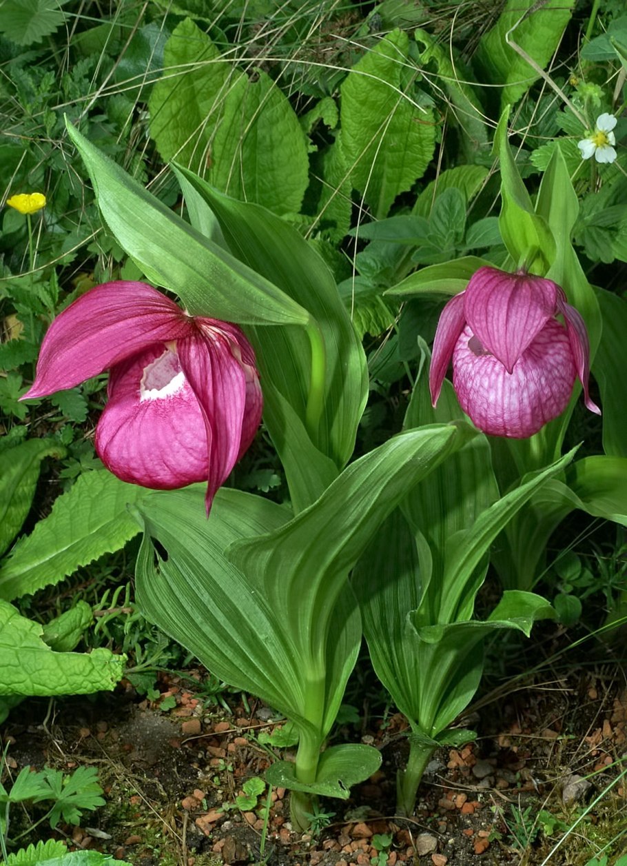 Cypripedium yunnanense