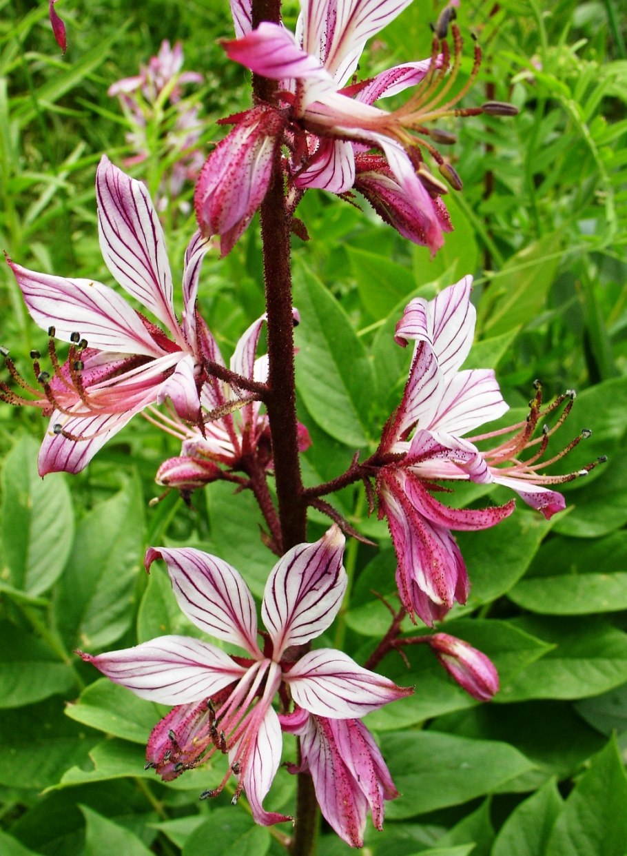 Ясенец мохнатоплодный