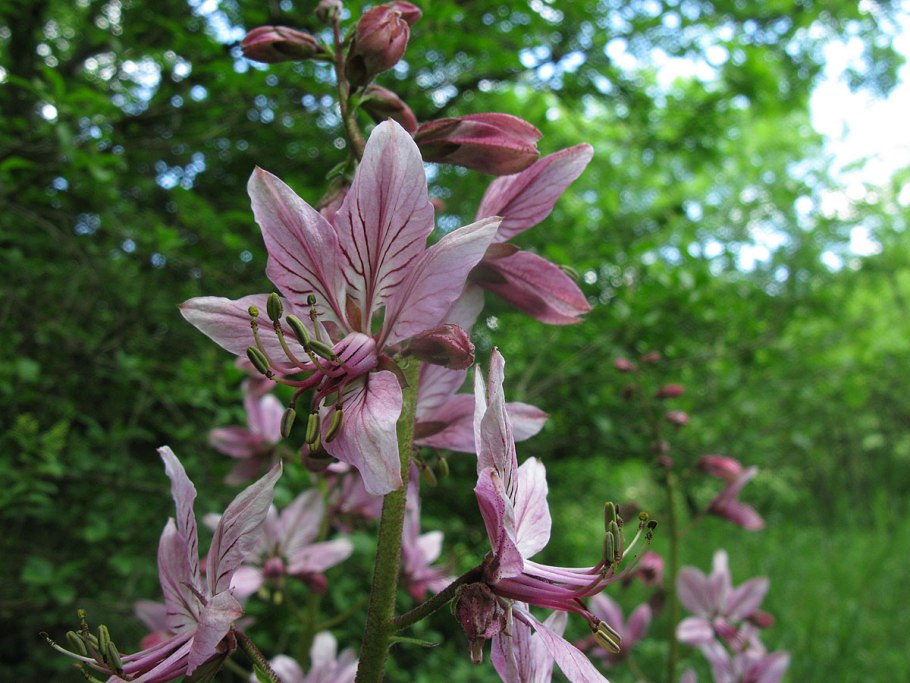 Ясенец голостолбиковый