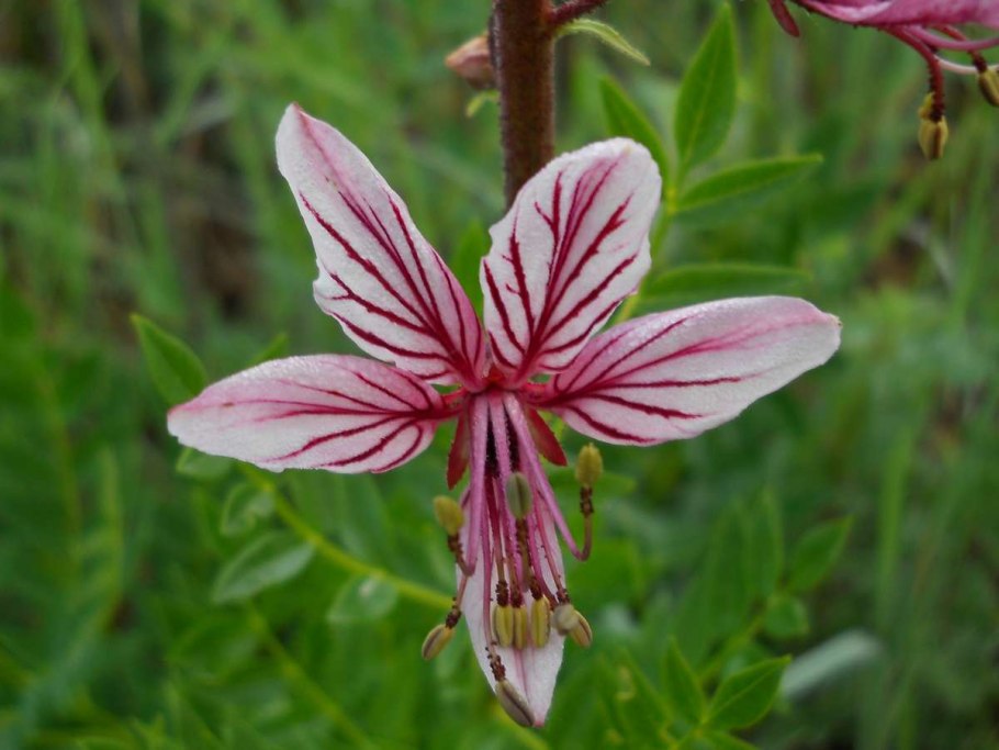 Ясенец Неопалимая Купина