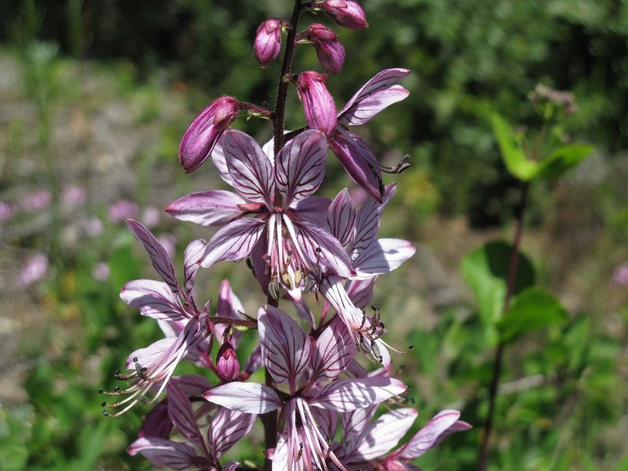 Ясенец кавказский