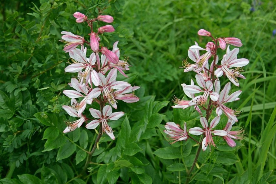 Диктамнус ясенец Неопалимая Купина